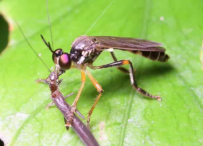 昆虫図鑑・ハラボソムシヒキ